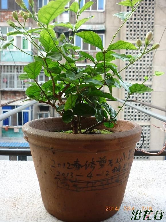 茉莉花的养殖方法(花友总结)