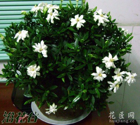 栀子花冬天落叶吗
