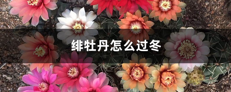 绯牡丹怎么过冬