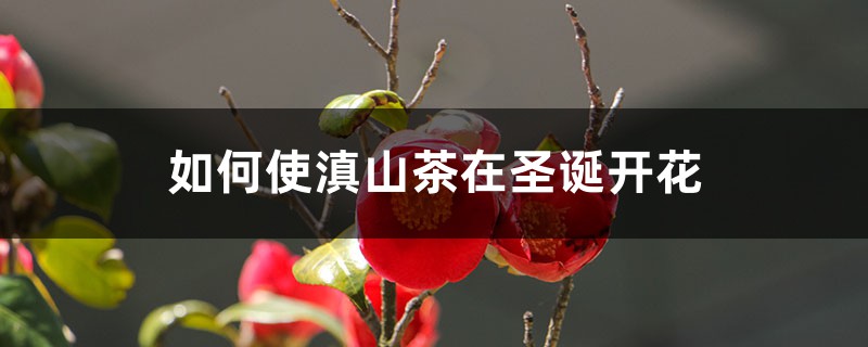 如何使滇山茶在圣诞开花