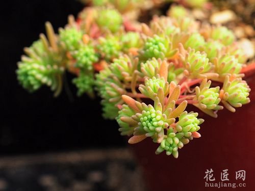 花友实践：多肉植物如何度夏