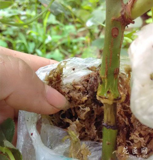 月季高压繁殖的方法分享
