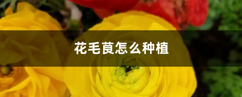 花毛茛怎么种植