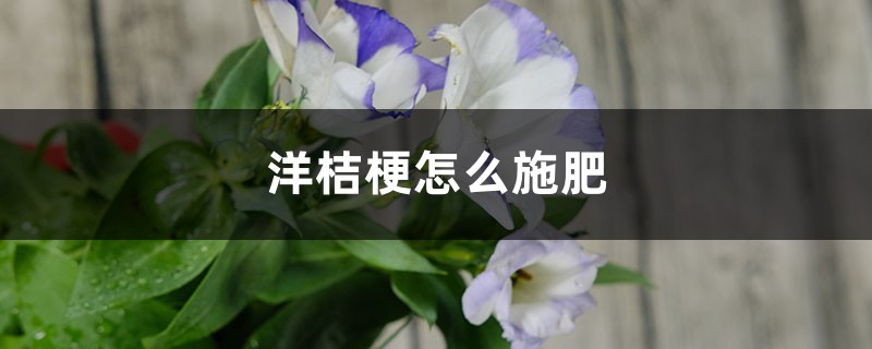 洋桔梗怎么施肥