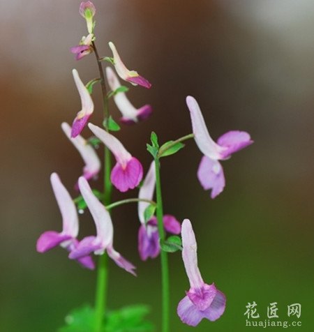 紫堇的介绍大全