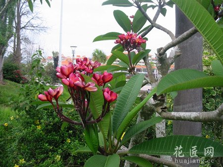 红鸡蛋花的养殖方法