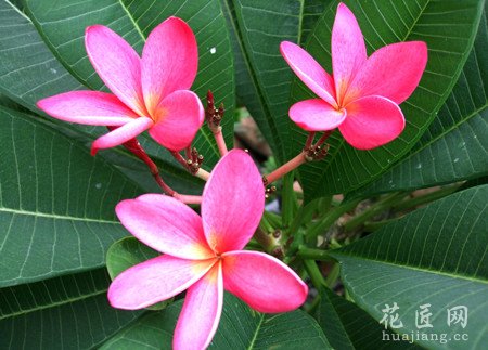 红鸡蛋花信息大全