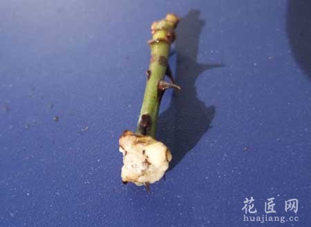 月季水扦插不生根主要原因分析