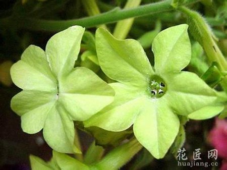 花烟草的介绍