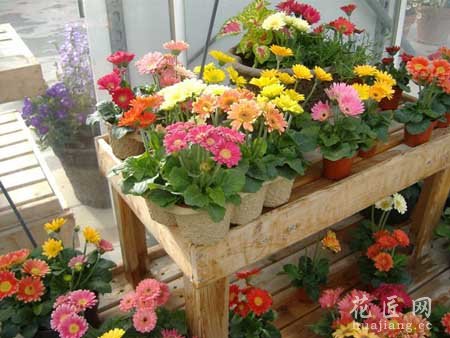 非洲菊主要养殖方法