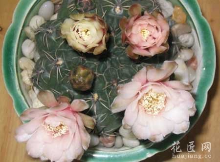 绯花玉实战养殖方法介绍