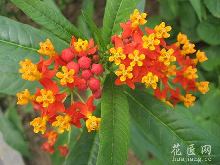 马利筋（金凤花）的介绍