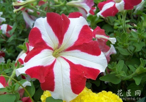 牵牛花特点