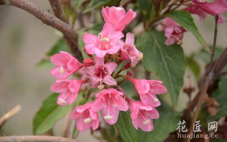 锦带花的介绍