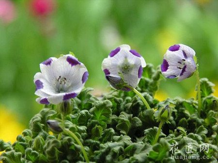 粉蝶花的养殖方法以及注意事项