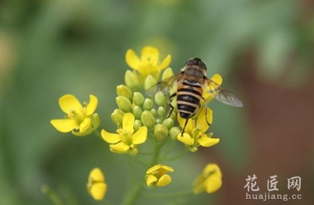 油菜花的品种分类