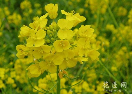 油菜花的养殖方法