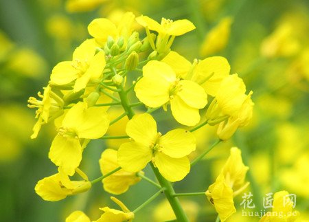 油菜花的介绍