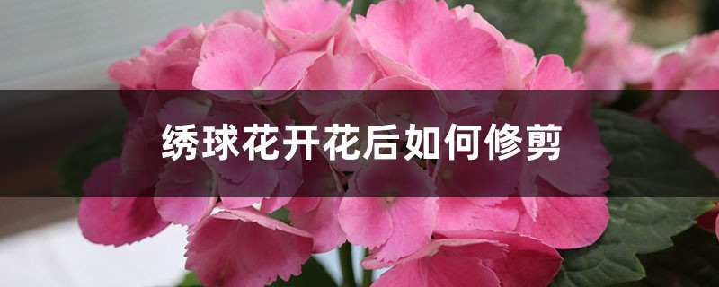 绣球花开花后如何修剪