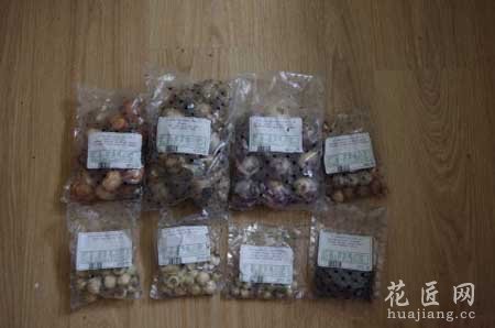 我的Bulbs养花日记分享 记得给予评论