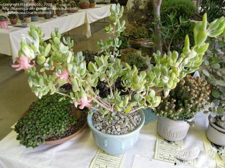 银波锦是什么植物呢？