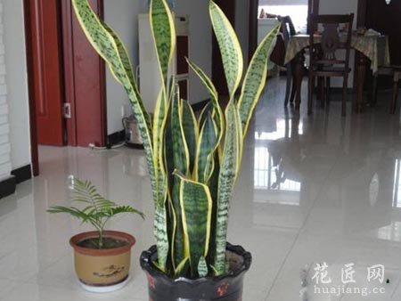 虎皮兰的养殖方法