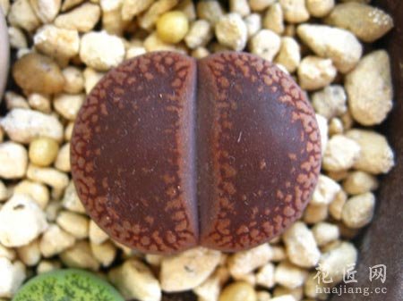 种植生石花最容易犯的三大错误