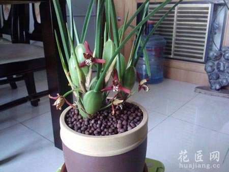 咖啡兰如何种植呢