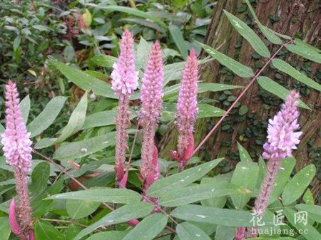 猫尾草的栽培技术