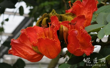 火焰木的小常识