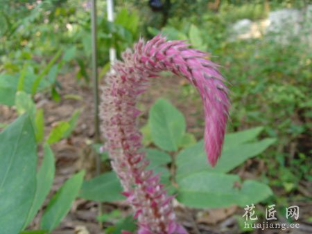 猫尾草的介绍