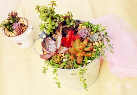夏季该怎么给多肉植物浇水呢