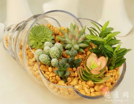 夏季该怎么给多肉植物浇水呢