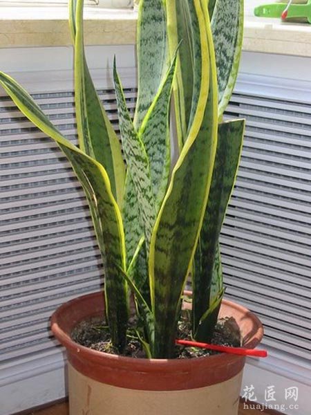 适合在夏季养殖的花卉植物推荐及其养护