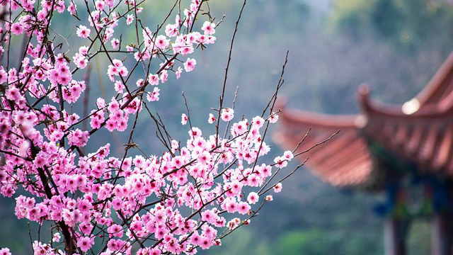 桃花和梅花的区别