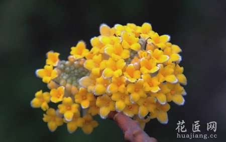 结香的知识大全