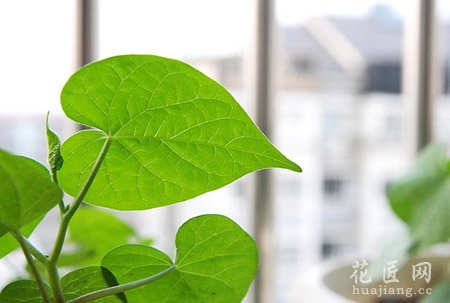 牵牛花的成长日记（四）