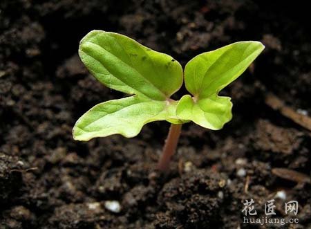 牵牛花的成长日记（三）