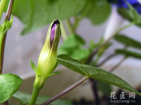 牵牛花的成长日记（四）