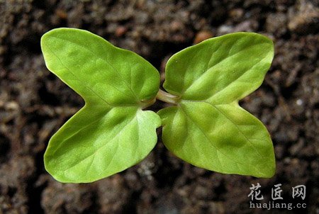 牵牛花的成长日记（三）