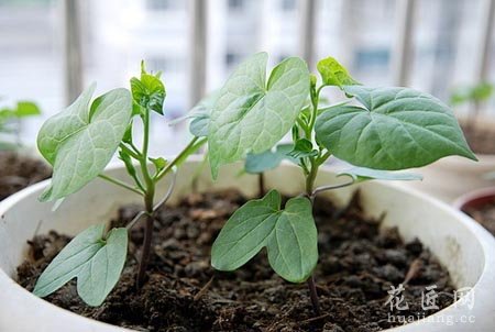 牵牛花的成长日记（三）