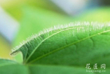 牵牛花的成长日记（三）