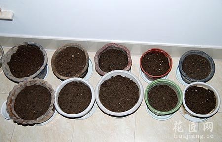 牵牛花的成长日记（二）