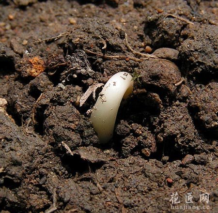 牵牛花的成长日记（二）