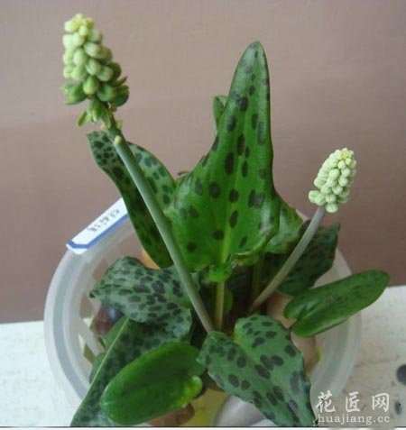 油点百合的养殖方法