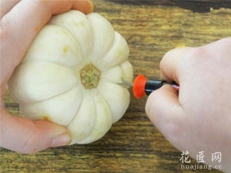 如何在南瓜里种植多肉植物