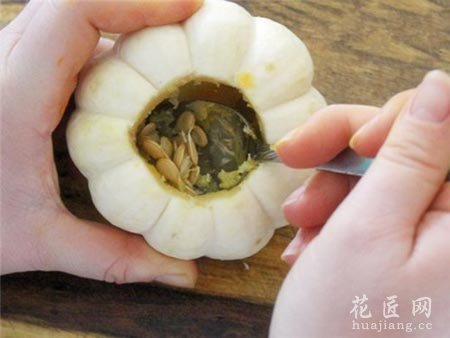 如何在南瓜里种植多肉植物