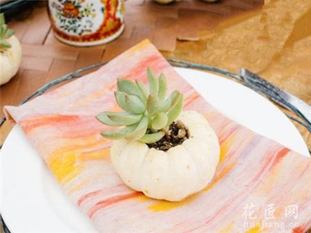 如何在南瓜里种植多肉植物