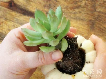 如何在南瓜里种植多肉植物