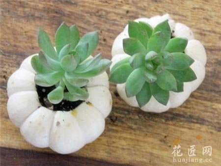 如何在南瓜里种植多肉植物